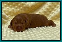 Bree Patrick pups 2 wks old 131