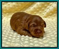 Bree Patrick pups 2 wks old 141