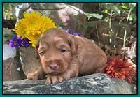 Bree Patrick pups 3 wks old 231