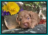 Bree Patrick pups 3 wks old 251