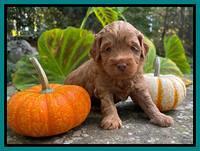 Bree Patrick pups 4 wks old 271