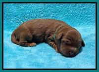 Bree Patrick pups1 week old 191