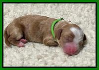 Bree Patrick Newborn 131