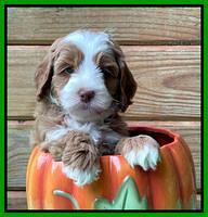 Bree Patrick pups 6 wks old 421