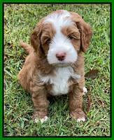 Bree Patrick pups 6 wks old 461