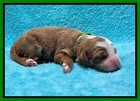 Bree Patrick pups1 week old 71