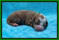 Bree Patrick pups1 week old 81