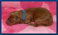 Bries puppies 1 day old pink hearts 003