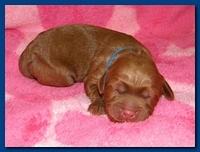 Bries puppies 1 day old pink hearts 005