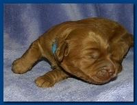 Bries puppies 1 week old lavendar blkt 001