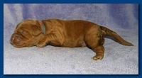 Bries puppies 1 week old lavendar blkt 022