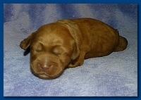 Bries puppies 1 week old lavendar blkt 027