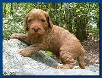 Bries puppies 4 weeks old outside rocks 030