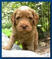 Bries puppies 4 weeks old outside rocks 034