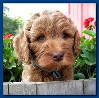 Bries pups outside early morning playing 6 weeks old 051