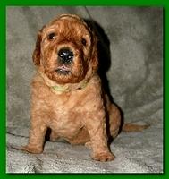 Bries puppies 3 weeks old 029