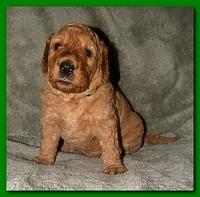 Bries puppies 3 weeks old 030