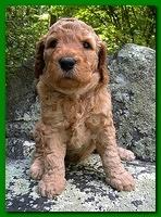 Bries puppies 4 weeks old outside rocks 004