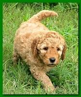 Bries puppies 5 weeks outside playground 029