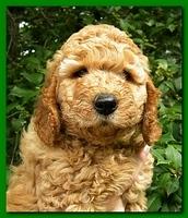 Bries puppy faces 7 weeks 006