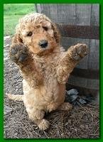 Bries pups outside early morning playing 6 weeks old 049
