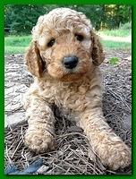 Bries pups outside early morning playing 6 weeks old 064
