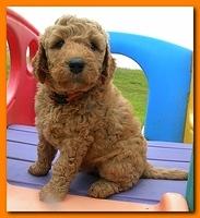 Bries puppies 5 weeks outside playground 005