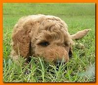 Bries puppies 5 weeks outside playground 040