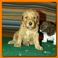 Gizzie Roux puppies 4 weeks old eating and playtime 028