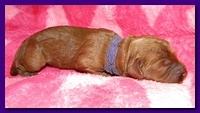 Bries puppies 1 day old pink hearts p 003