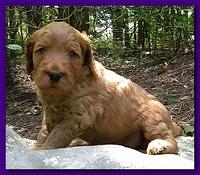 Bries puppies 4 weeks old outside rocks 041