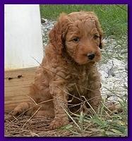 Bries puppies 5 weeks outside playground 034