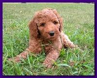 Bries puppy faces 7 weeks and play 013