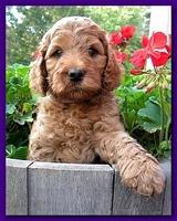 Bries pups outside early morning playing 6 weeks old 060