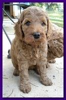 Bries pups outside early morning playing 6 weeks old 068