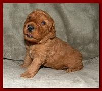 Bries puppies 3 weeks old 015