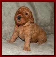 Bries puppies 3 weeks old 016