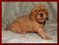 Bries puppies 3 weeks old 017