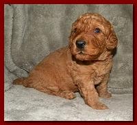 Bries puppies 3 weeks old 018