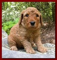 Bries puppies 4 weeks old outside rocks 017