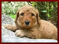 Bries puppies 4 weeks old outside rocks 025