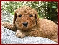 Bries puppies 4 weeks old outside rocks 027