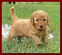 Bries puppies 5 weeks outside playground 038