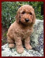 Bries puppies 8 weeks old going home red boy Jazz 001