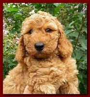 Bries puppy faces 7 weeks 021
