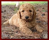 Bries puppy faces 7 weeks and play 017