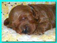 Bries puppies 2 weeks old yellow blanket 057