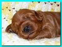Bries puppies 2 weeks old yellow blanket 058