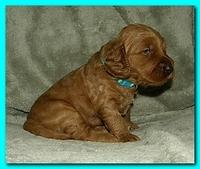 Bries puppies 3 weeks old 033