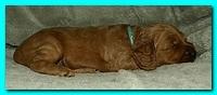 Bries puppies 3 weeks old 034